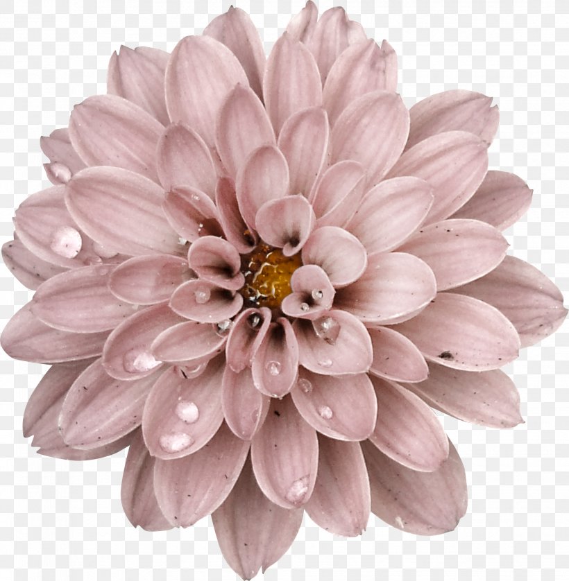 Picture Frames Flower Dahlia Petal Clip Art, PNG, 1958x2001px, Picture Frames, Chrysanthemum, Chrysanths, Cut Flowers, Dahlia Download Free