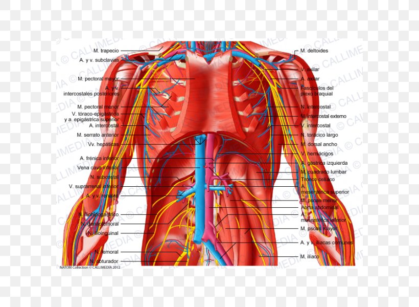 Abdomen Subcostalis Muscle Blood Vessel Pelvis Vein, PNG, 600x600px, Watercolor, Cartoon, Flower, Frame, Heart Download Free