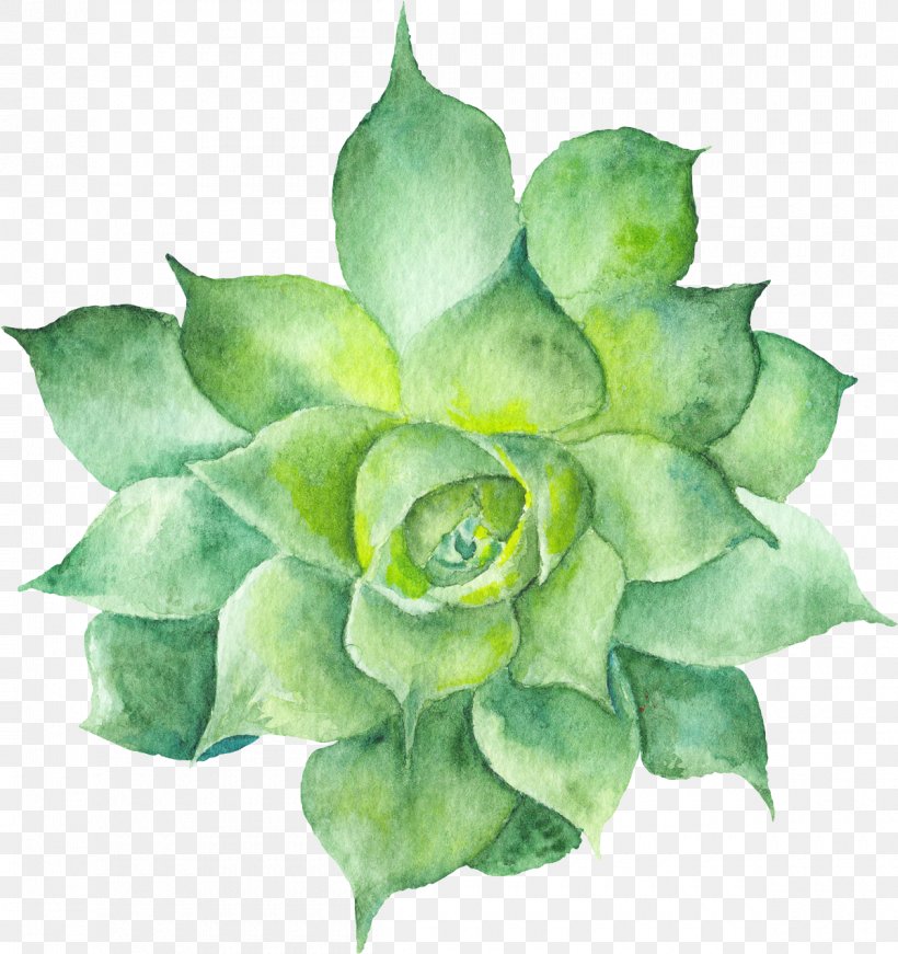 Succulent Plant Watercolor Painting Botanical Illustration Cactus, PNG