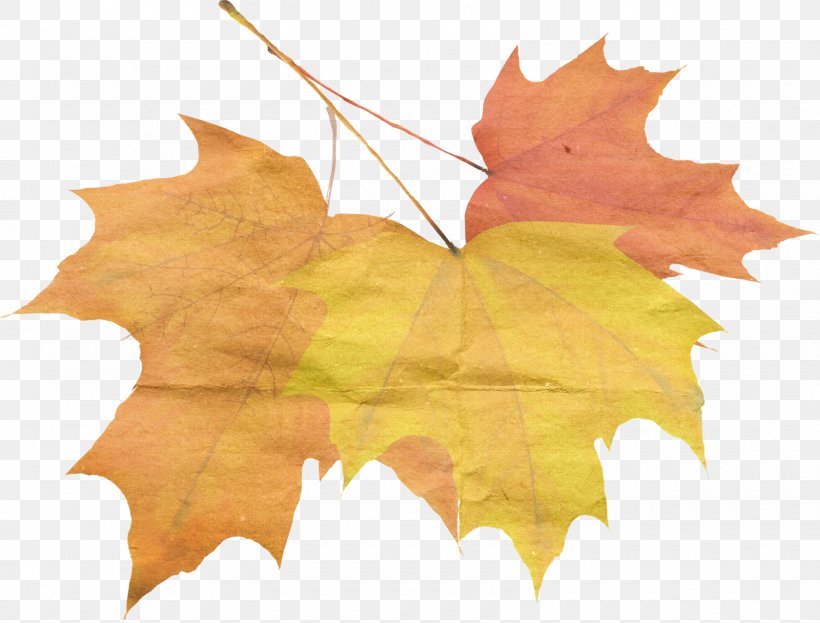 Autumn Maple Leaf Qiufen, PNG, 1600x1217px, Autumn, Abscission, Autumn Leaf Color, Bailu, Chunfen Download Free