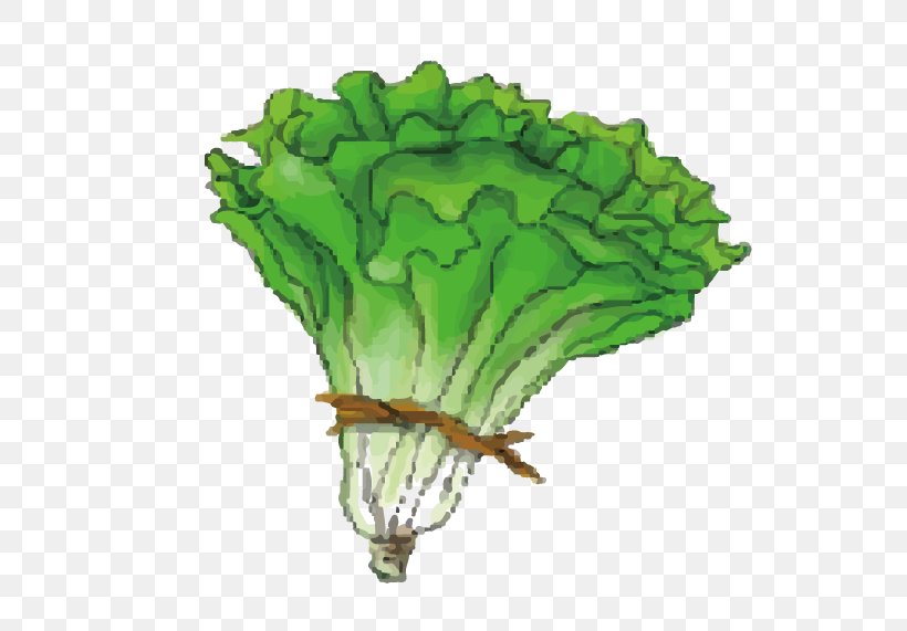 Cabbage Leaf Vegetable Lettuce, PNG, 597x571px, Cabbage, Brassica Oleracea, Cartoon, Chinese Cabbage, Drawing Download Free