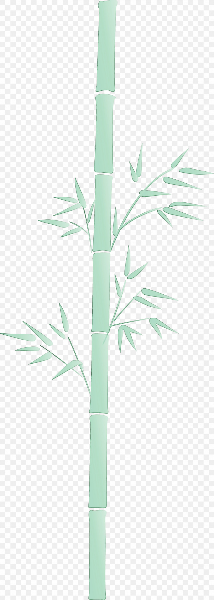 Leaf Plant Bamboo Plant Stem Branch, PNG, 1511x4234px, Bamboo, Branch, Eucalyptus, Flower, Grass Download Free