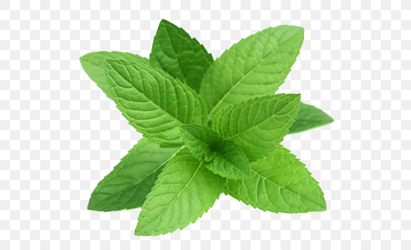 Mentha Spicata Peppermint Pennyroyal Herb Water Mint, PNG, 640x500px, Mentha Spicata, Cutting, Herb, Herbalism, Leaf Download Free