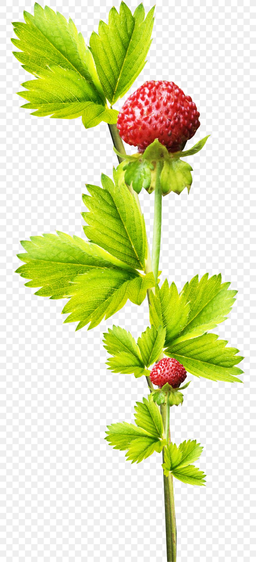 Strawberry Aedmaasikas Fruit, PNG, 753x1797px, Strawberry, Aedmaasikas, Designer, Flower, Fragaria Download Free