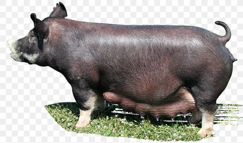 Domestic Pig Cattle Mammal Livestock, PNG, 900x530px, Pig, Animal, Cattle, Cattle Like Mammal, Domestic Pig Download Free