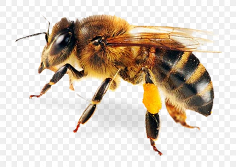 Honey Bee Clip Art, PNG, 1280x906px, Bee, Arthropod, Bee Removal, Beehive, Beekeeping Download Free