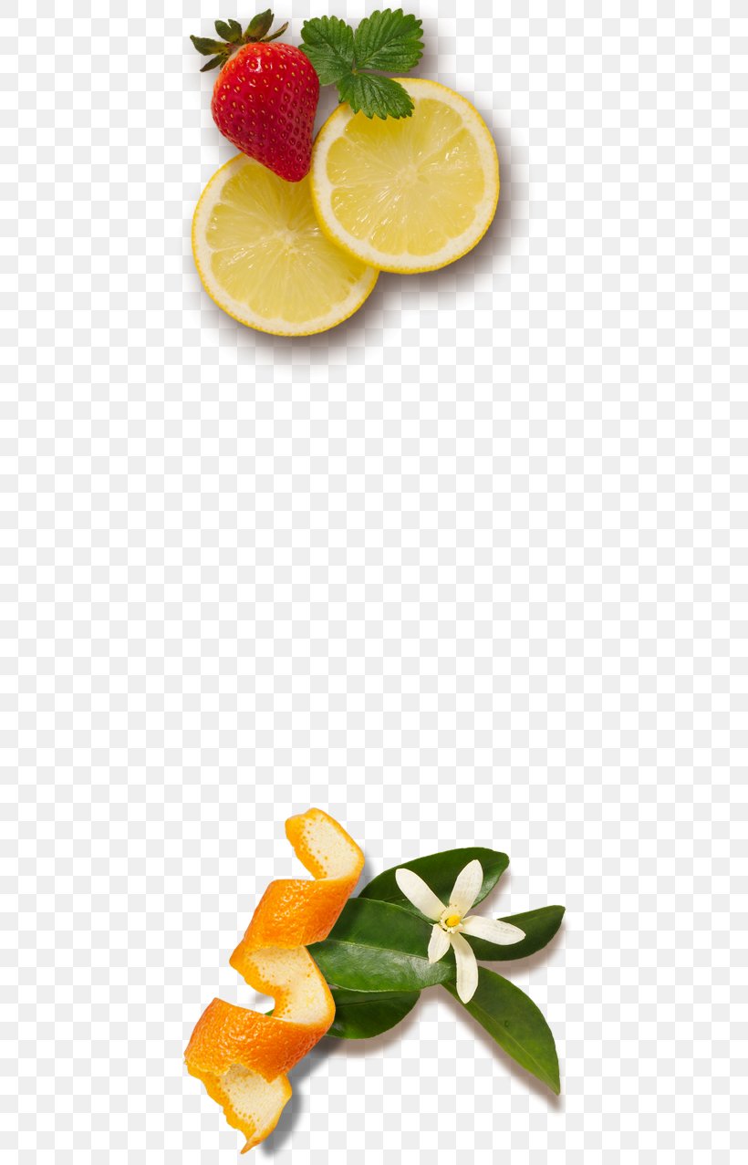Lemon Fruit Orange Juice Florida, PNG, 434x1277px, Lemon, Berry, Candied Fruit, Citrus, Cucumber Download Free
