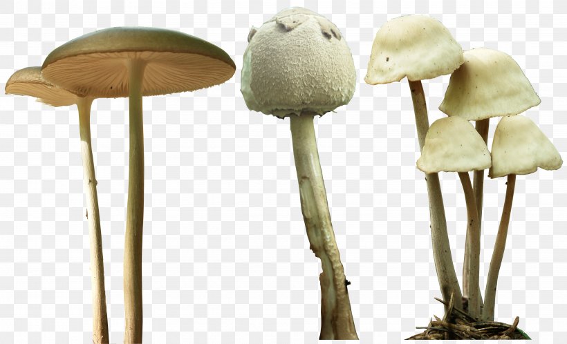 Magic Mushrooms Psilocybe Mexicana Psilocybin Mushroom, PNG, 3659x2226px, Magic Mushrooms, Amanita Muscaria, Common Mushroom, Fungus, Mushroom Download Free