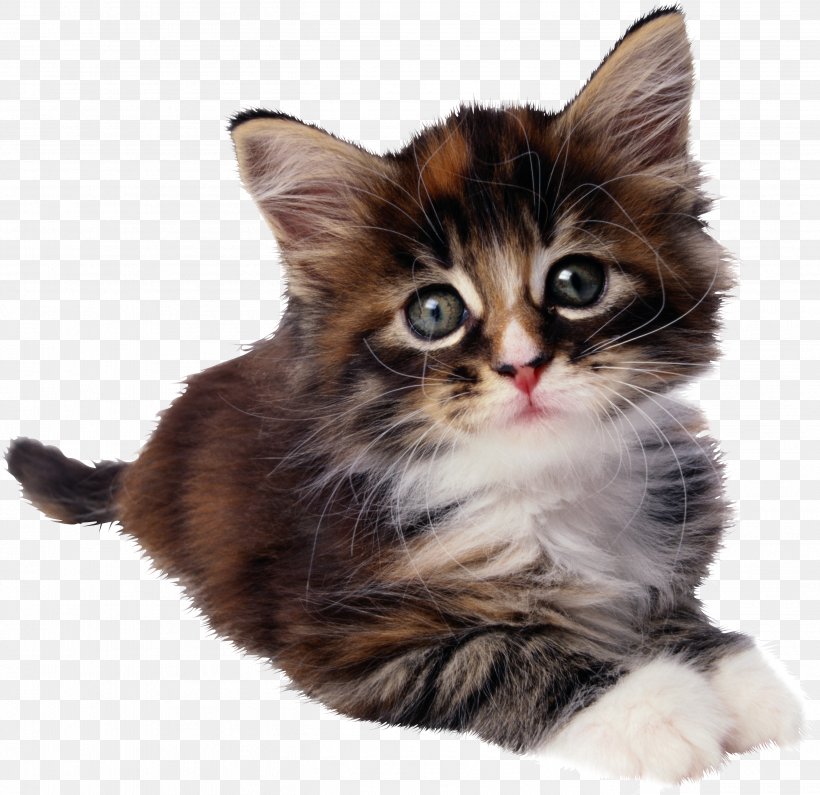 Sphynx Cat Cheetoh Kitten Felidae, PNG, 2722x2642px, Sphynx Cat, American Wirehair, Asian Semi Longhair, Carnivoran, Cat Download Free