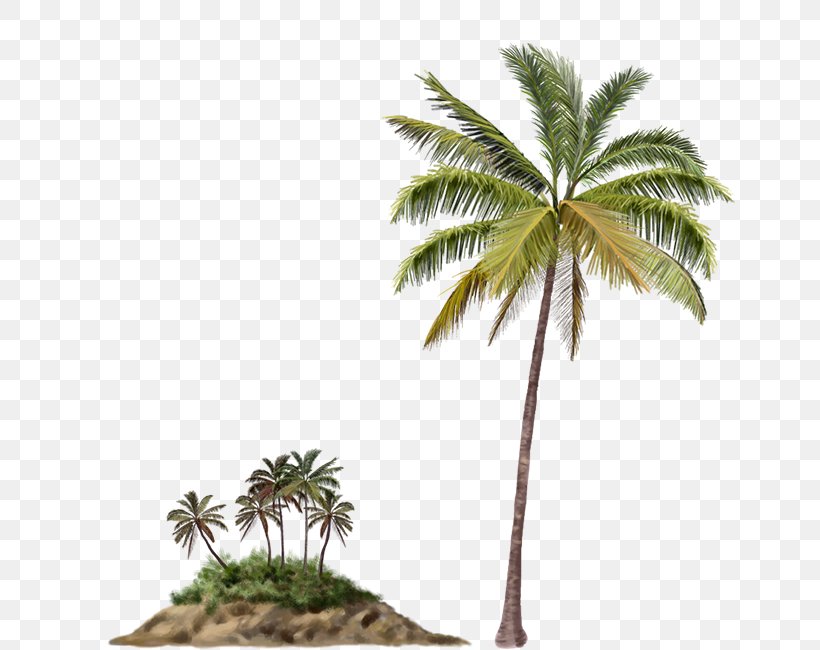 Arecaceae Palm Islands Tree Beach, PNG, 650x650px, Arecaceae, Arecales, Attalea, Attalea Speciosa, Beach Download Free