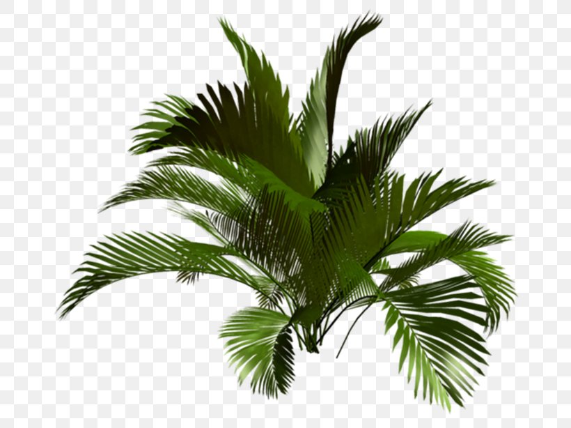 Asian Palmyra Palm Babassu Oil Palms Vegetation Coconut, PNG, 700x614px, Asian Palmyra Palm, Arecaceae, Arecales, Attalea, Attalea Speciosa Download Free
