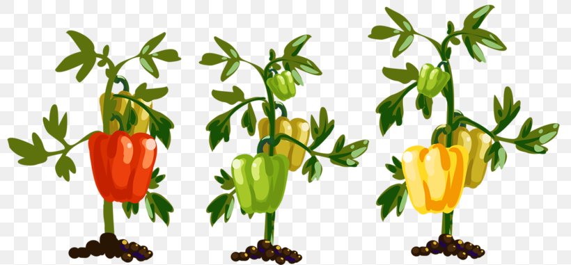 Bell Pepper Chili Pepper Vegetable, PNG, 800x381px, Bell Pepper, Bell Peppers And Chili Peppers, Black Pepper, Capsicum, Capsicum Annuum Download Free