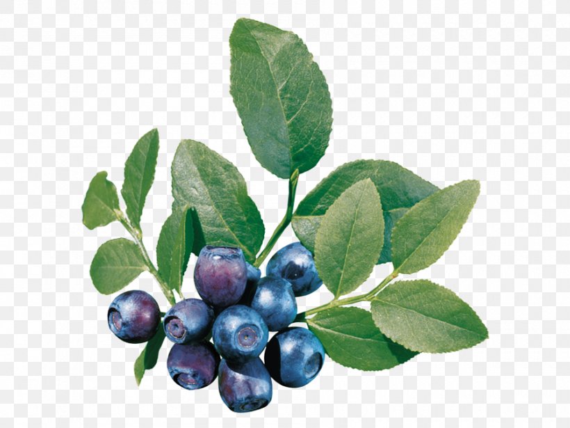 Bilberry European Blueberry Clip Art, PNG, 900x676px, Bilberry, Aristotelia Chilensis, Berry, Blueberry, Blueberry Tea Download Free