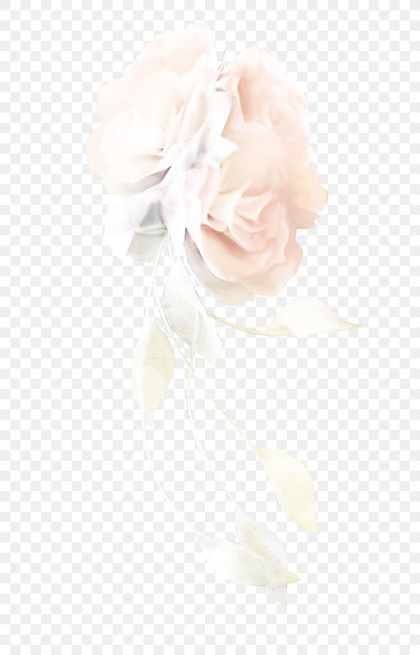 Garden Roses Cabbage Rose Cut Flowers Flower Bouquet, PNG, 735x1280px, Garden Roses, Beige, Cabbage Rose, Clothing Accessories, Cut Flowers Download Free