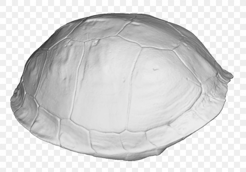 3D Scanning Image Scanner Turtle Shell Tortoise M, PNG, 1000x700px, 3d  Computer Graphics, 3d Scanning, Animated