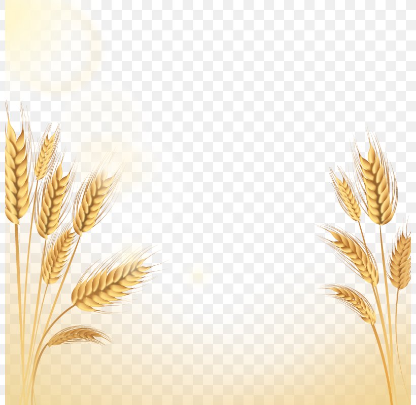 Emmer Rice Euclidean Vector Icon, PNG, 800x800px, Emmer, Cereal, Cereal Germ, Commodity, Food Grain Download Free
