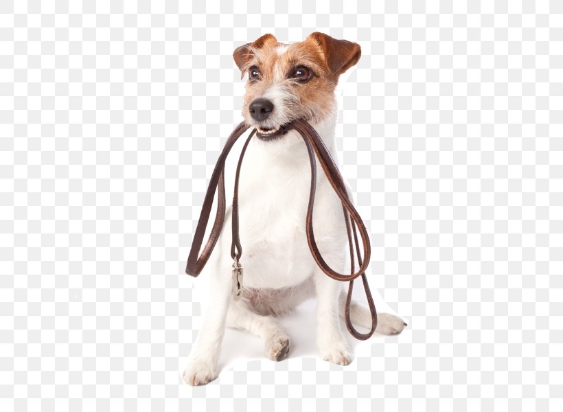 Pet Sitting Dog Walking Dog Daycare, PNG, 600x600px, Pet Sitting, Animal Shelter, Bark, Carnivoran, Companion Dog Download Free