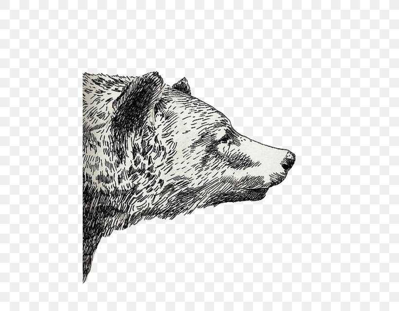 Drawing Grizzly Bear Sketch, PNG, 480x639px, Drawing, Art, Bear, Black And White, Carnivoran Download Free
