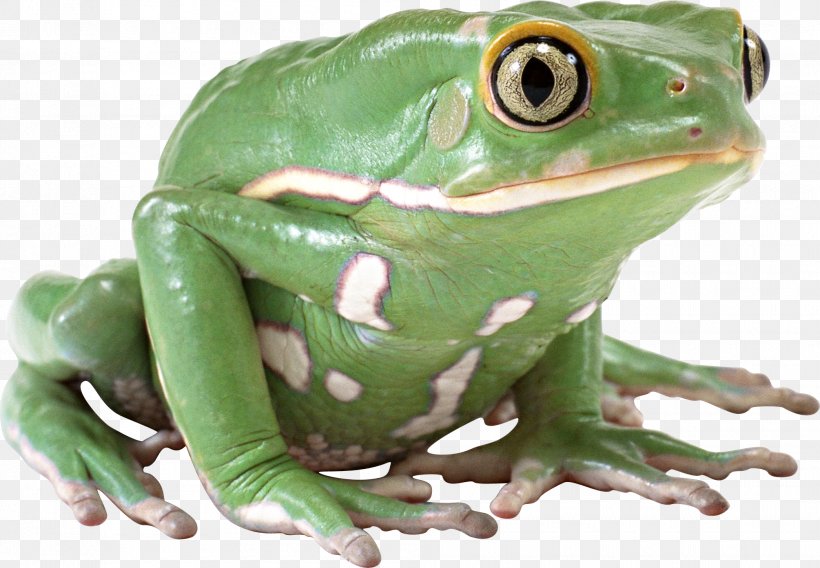 Frog Clip Art, PNG, 2010x1394px, Frog, Amphibian, Australian Green Tree Frog, Clipping Path, Image File Formats Download Free