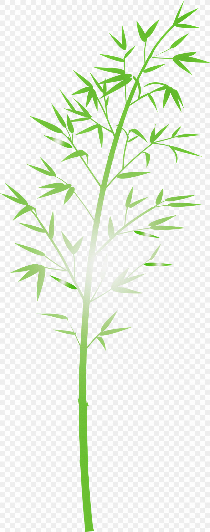 Bamboo Leaf, PNG, 1185x3000px, Bamboo, Flower, Grass, Grass Family, Herb Download Free