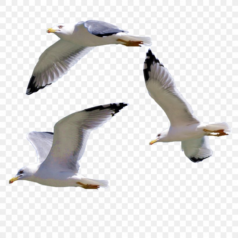 Bird European Herring Gull Gulls, PNG, 1000x1000px, Bird, Beak, Bird Migration, Blackheaded Gull, Charadriiformes Download Free