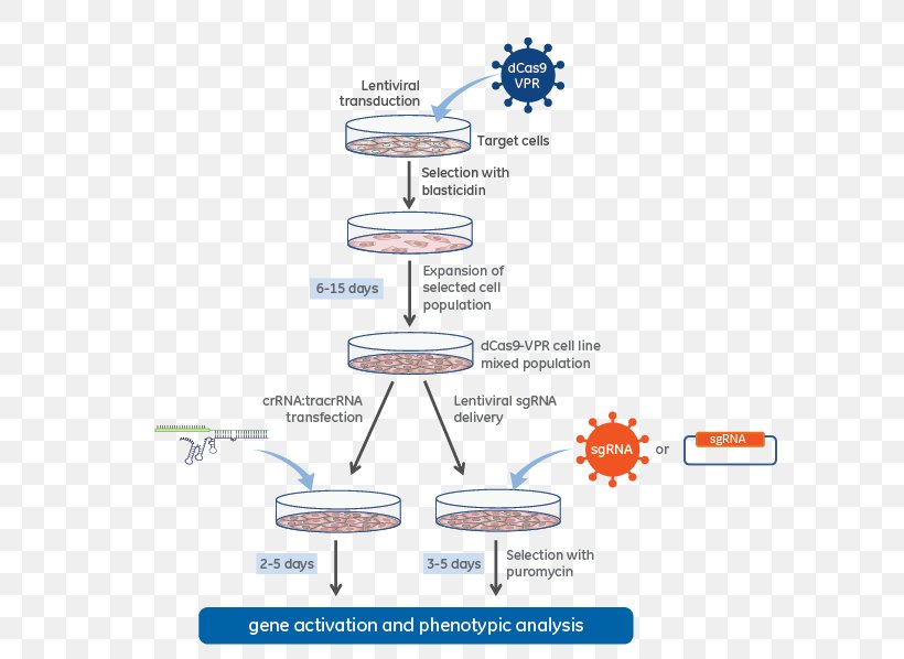 Lentivirus CRISPR DCas9 Activation System Guide RNA, PNG, 697x598px, Lentivirus, Area, Complementary Dna, Crispr, Crispr Interference Download Free