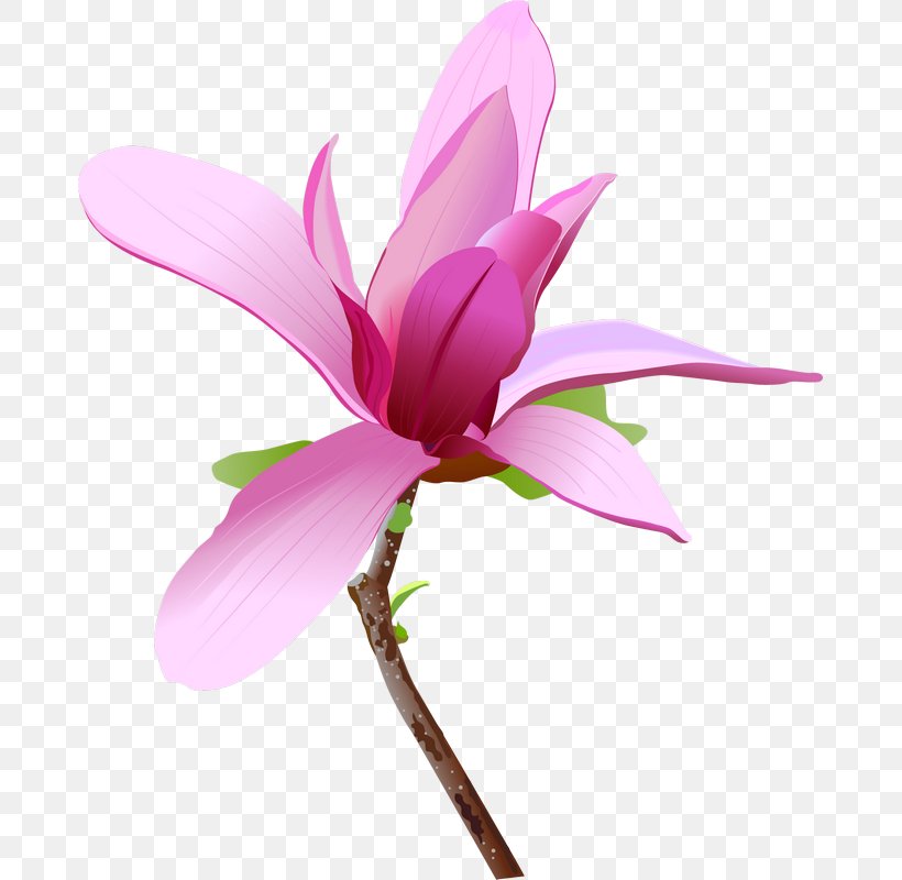 Pink Flowers Clip Art, PNG, 677x800px, Flower, Aquatic Plant, Bud, Cut Flowers, Floral Design Download Free