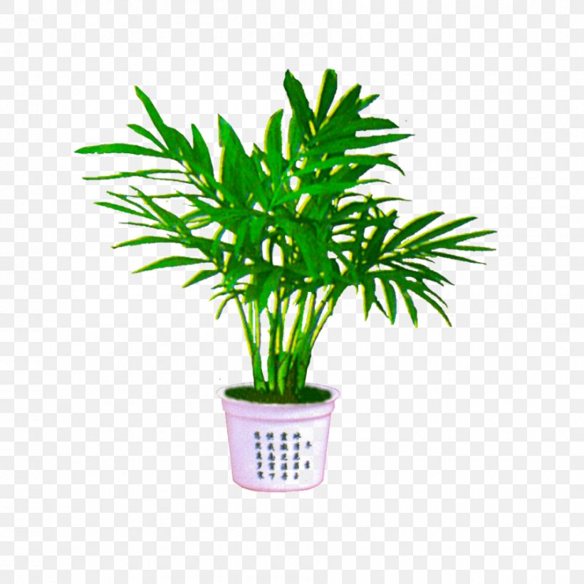 Image Palm Trees Download Clip Art, PNG, 900x900px, Palm Trees, Arecales, Art, Flower, Flowering Plant Download Free