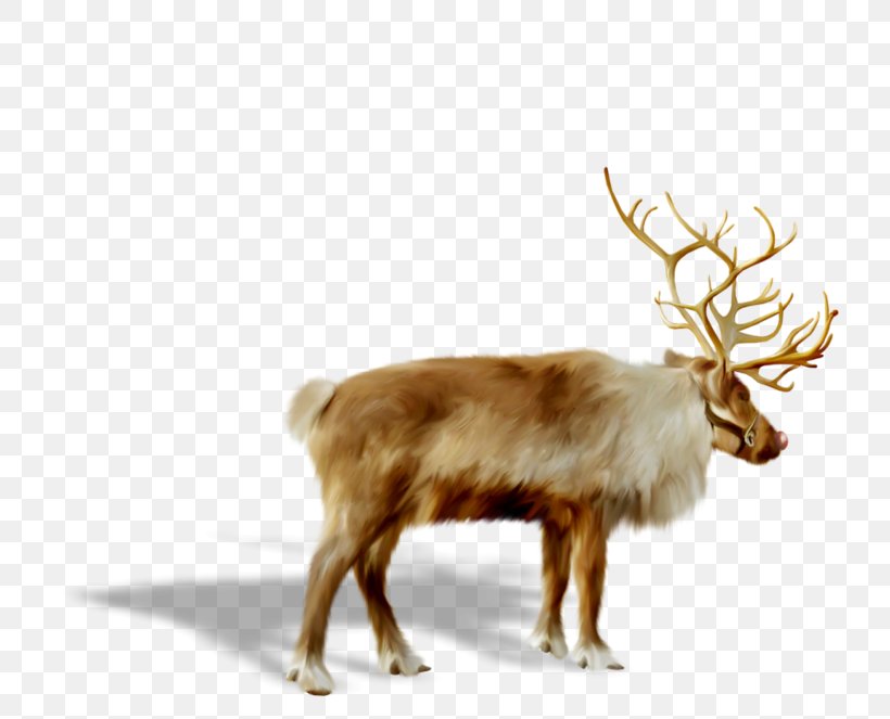 Reindeer Santa Claus Christmas, PNG, 800x663px, Reindeer, Antler, Christmas, Christmas Decoration, Christmas Ornament Download Free