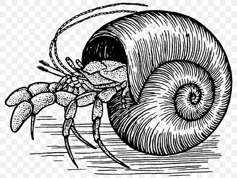 A House For Hermit Crab Drawing Sketch, PNG, 800x616px, Crab, Arthropod,  Black And White, Cartoon, Coenobita