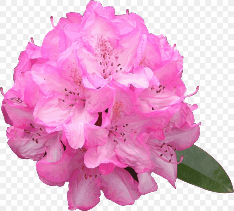 Azalea Drawing Flower Rhododendron Macrophyllum Clip Art, PNG, 1904x1716px, Azalea, Art, Cut Flowers, Drawing, Ericales Download Free