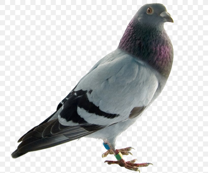 Rock Dove Columbidae Bird English Carrier Pigeon Homing Pigeon Png