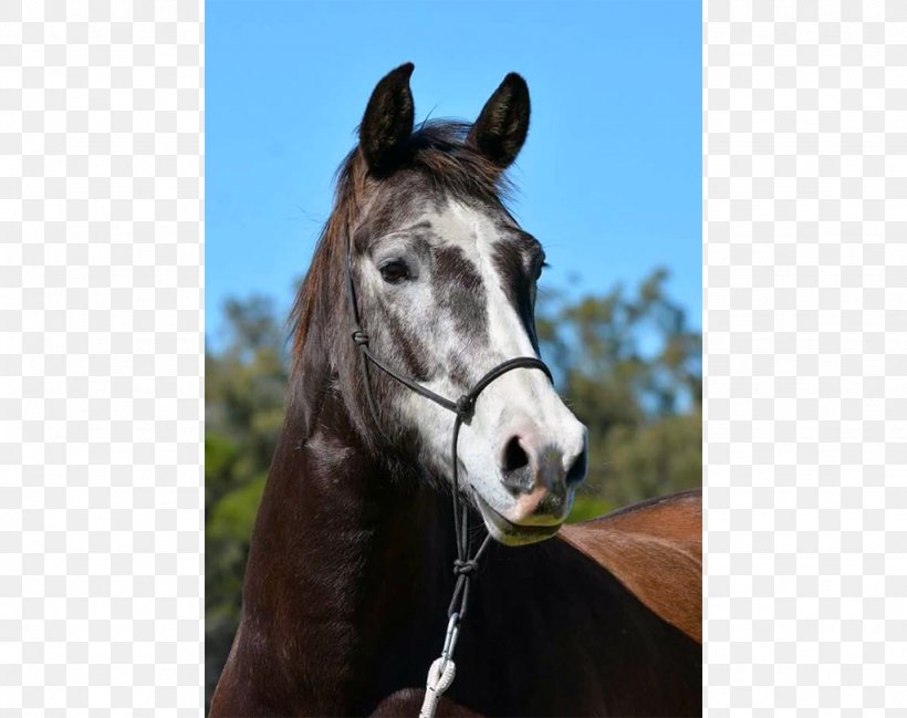 Stallion Halter Pony Davis Kathleen Dr Mare, PNG, 1024x811px, Stallion, Bridle, Halter, Horse, Horse Harness Download Free