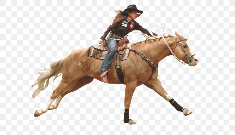 American Quarter Horse Arabian Horse Stallion Mare Rodeo, PNG, 600x474px, American Quarter Horse, Animal Sports, Arabian Horse, Barrel Racing, Bay Download Free