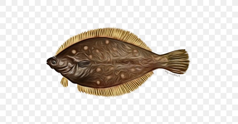 Fish Flatfish Fish Sole Flounder, PNG, 640x427px, Watercolor, Fish, Flatfish, Flounder, Paint Download Free