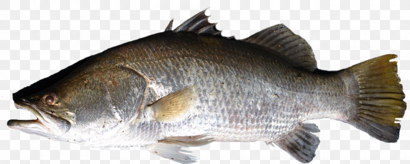 Fish Tilapia Barramundi, PNG, 960x385px, Fish, Animal Figure, Barramundi, Bass, Fauna Download Free