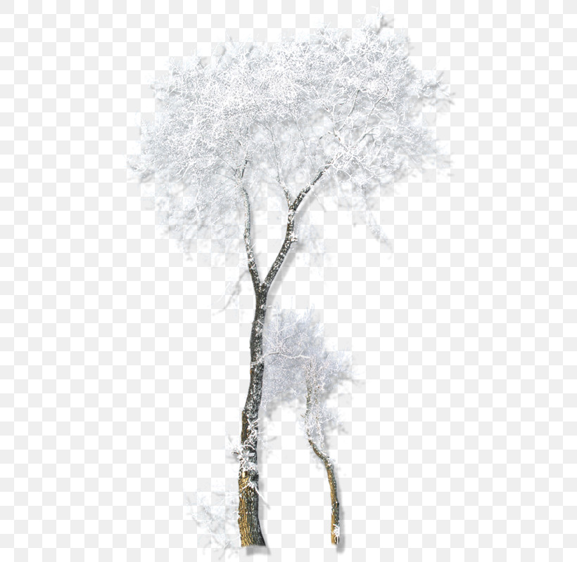 Tree Woody Plant Branch Plant Canoe Birch, PNG, 491x800px, Tree, Birch, Birch Family, Branch, Canoe Birch Download Free