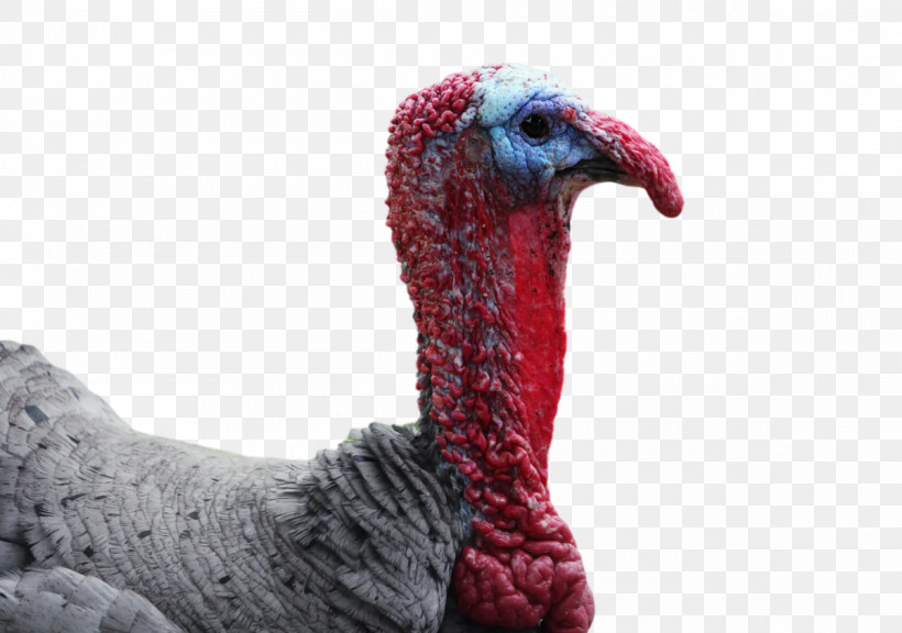 Wild Turkey Domestic Turkey Turkey Beak, PNG, 1200x843px, Wild Turkey, Beak, Biology, Birds, Domestic Turkey Download Free