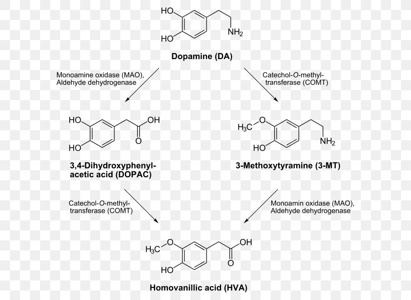 Dopamine Transporter Catecholamine Dopaminergic Pathways Levodopa, PNG, 625x599px, Dopamine, Area, Black And White, Catecholamine, Catecholomethyltransferase Download Free