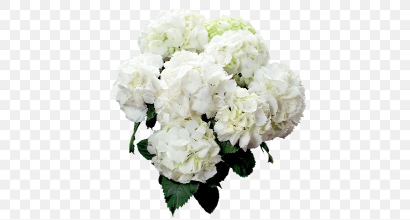 Garden Roses French Hydrangea Cut Flowers Cutting, PNG, 500x441px, Garden Roses, Annual Plant, Artificial Flower, Centifolia Roses, Cornales Download Free
