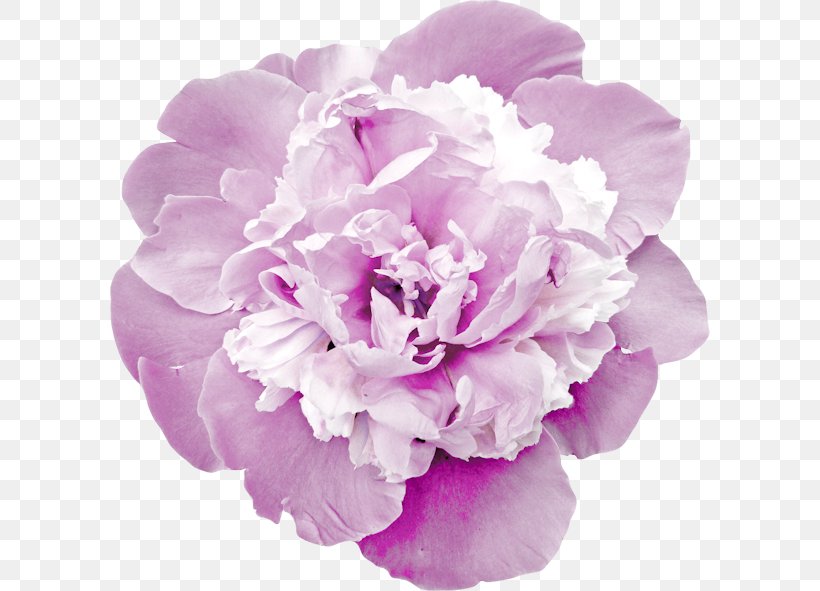 Peony Cut Flowers Garden Roses Carnation, PNG, 600x591px, Peony, Black, Blume, Bouquet, Carnation Download Free