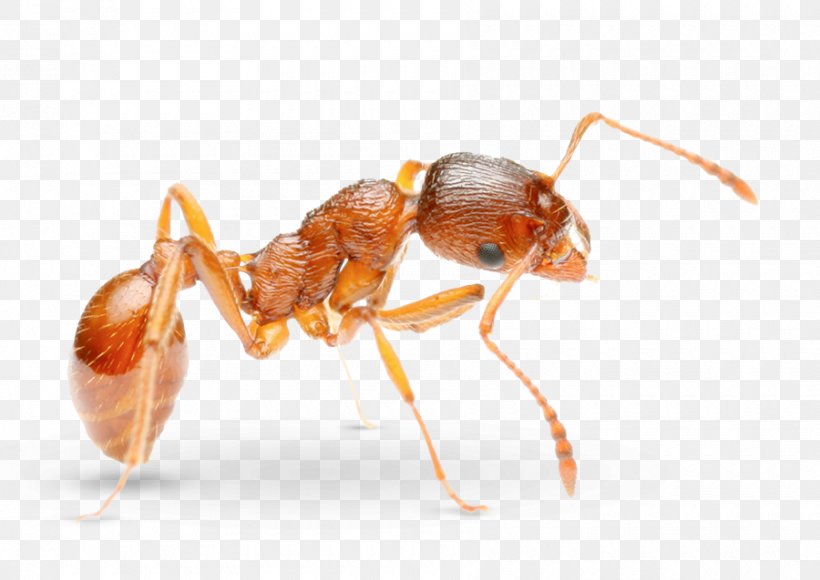 Pharaoh Ant Pest Control Solenopsis Molesta, PNG, 900x637px, Pharaoh Ant, Ant, Ant Colony, Arthropod, Carpenter Ant Download Free