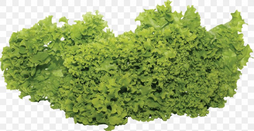 Leaf Vegetable Salad Growing Vegetables And Herbs, PNG, 850x440px, Vegetable, Broccoli, Food, Garden, Garden Salad Download Free