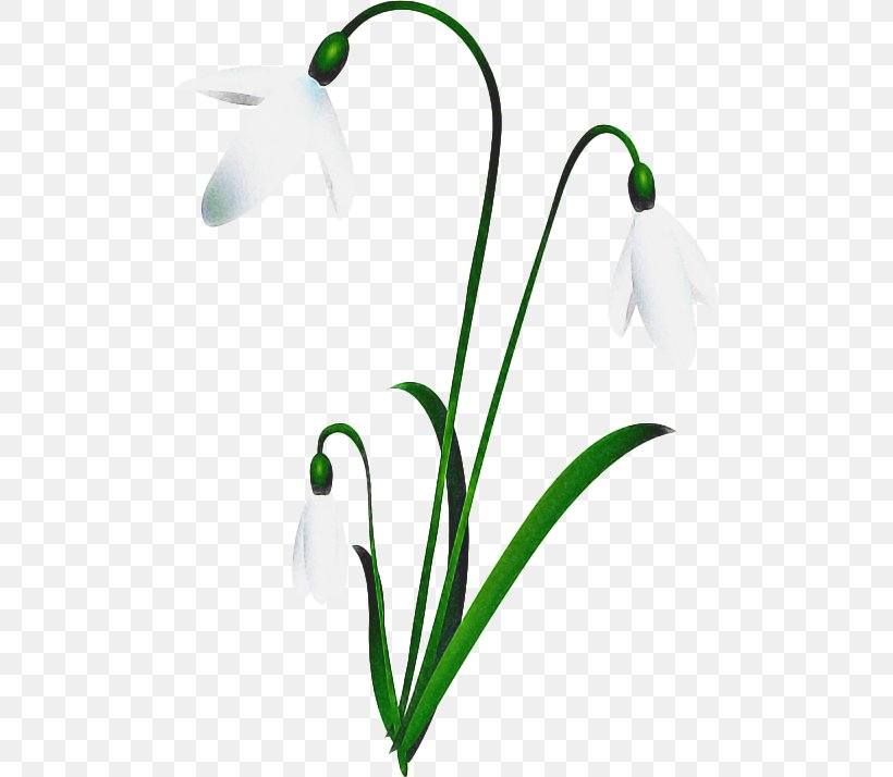 Summer Background Flowers, PNG, 500x714px, Snowdrop, Amaryllis Family, Bud, Cut Flowers, Flora Download Free