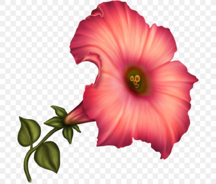 Common Hibiscus Rosemallows Petal Flower, PNG, 691x700px, Common Hibiscus, Annual Plant, Canna, Cannaceae, Color Download Free