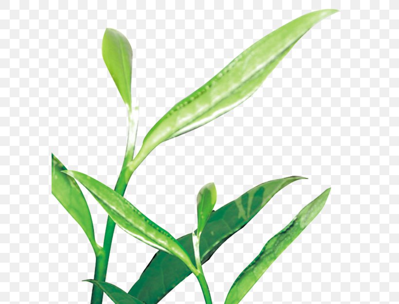 Green Tea Leaf Illustration, PNG, 608x625px, Tea, Camellia Sinensis, Commodity, Grass, Grass Family Download Free