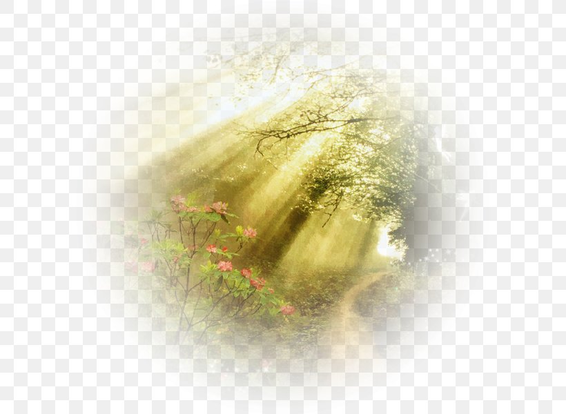 Image Desktop Wallpaper Light Photography, PNG, 600x600px, 2018, Light, Branch, Grass, Gratis Download Free