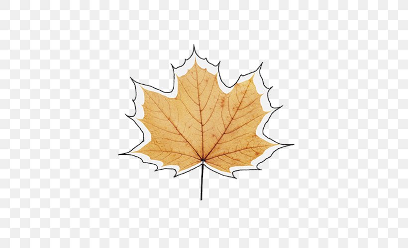 Maple Leaf Autumn, PNG, 500x500px, Maple Leaf, Autumn, Bladnerv, Designer, Drawing Download Free