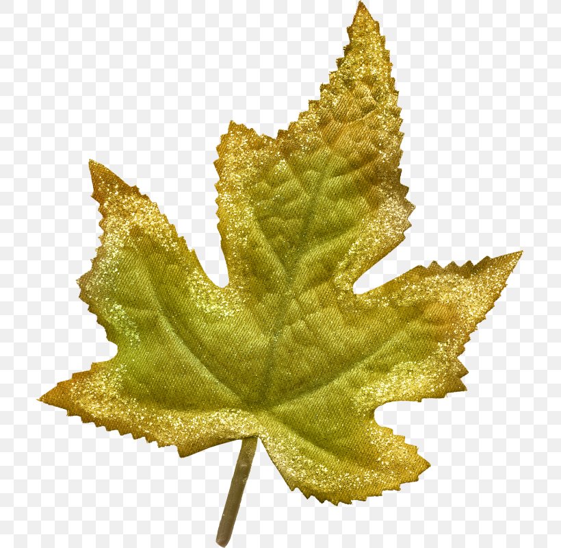 Maple Leaf Deciduous, PNG, 713x800px, Maple Leaf, Autumn, Deciduous, Designer, Google Images Download Free