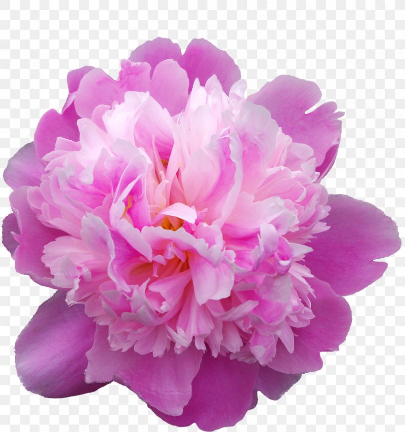 Moutan Peony Flower, PNG, 1199x1280px, Peony, Auglis, Christmas, Cut Flowers, Flower Download Free
